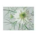 Love in a mist postcards