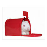 Love in the mail postcards