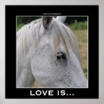 Love is... A Beautiful White Horse Photo Gift Posters
