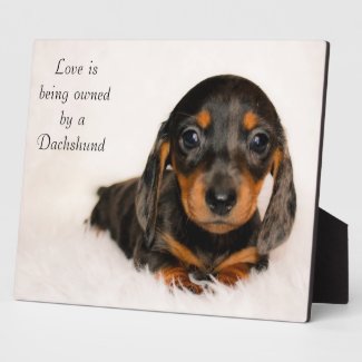 Love is being owned by a Dachshund