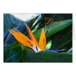 Love Is - bird-of-paradise 2 - love card