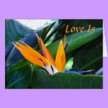 Love Is - bird-of-paradise - love cards