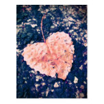 Love is Fragile Post Card