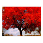 Love is in the air... postcard