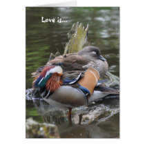 Love is...Sleeping Mandarins Greeting Card