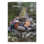 Love is...Sleeping Mandarins cards