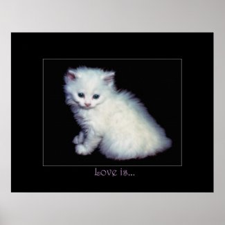 LOVE IS... White Kitten Art Poster print