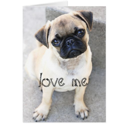 love me cute mops greeting card Zazzle