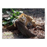 Love Me Like a Rock - Bengal Tiger Greeting Card