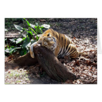 Love Me Like a Rock - Bengal Tiger Greeting Card cards