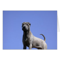 Love Me, Love My Dog... Cards