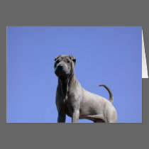 Love Me, Love My Dog... cards by beverlytazangel Love Me, Love My Dog... cards