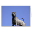 Love Me, Love My Dog... cards
