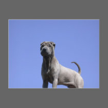 Love me, love my dog... postcards by beverlytazangel Love me, love my dog... postcards