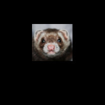 LOVE ME???, LOVE MY FERRET!!!!