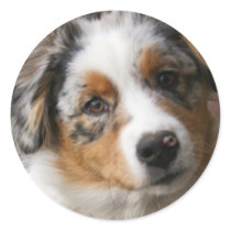 Love my Aussie Sticker