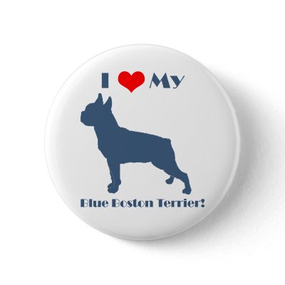 Love My Blue Boston Terrier Pinback Buttons by katramsey
