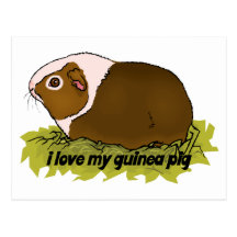 Love My Guinea Pig Postcards