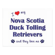 Love My Nova Scotia Duck Tolling Retrievers (They) Postcard