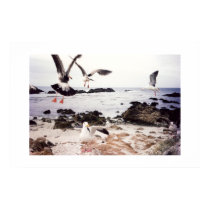 Love Nature – Seagulls posters