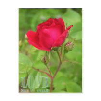 Love Never Fails postcards