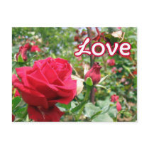 Love Note Roses Postcard by PositiveThinking Love Note Roses Postcard