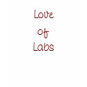 Love of Labs t-shirts by Lolin09 Love of Labs t-shirts
