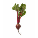 Love on the Beet t-shirts
