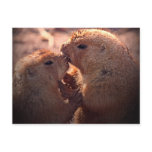 Love on the prairie postcard