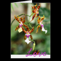 Love... Orchids cards