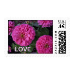 Love Pink Zinnia stamp