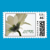 Love Postage Stamp ~ White Gerbera Daisy stamps