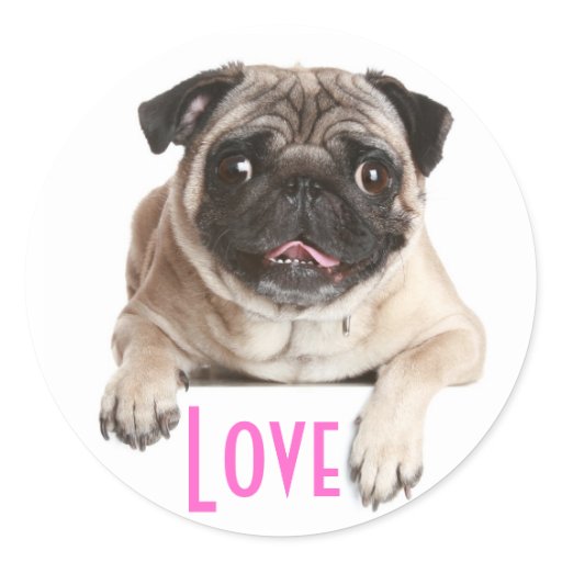 pug stickers pug puppy greeting stickers zazzle pug stickers pug puppy greeting stickers zazzle
