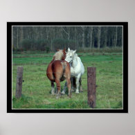 Love, romance: 2 Belgian heavy horses photo Poster
