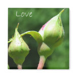 Love- Rose Buds Fridge Magnets