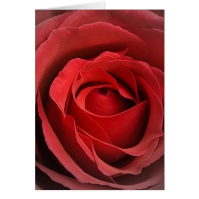 Love Rose Card by cards4you