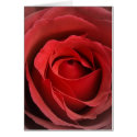 Love Rose Card