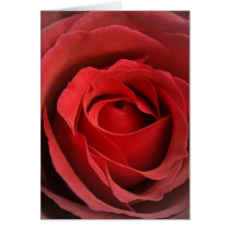 Love Rose Card