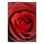 Love Rose Card