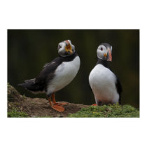 Love Song Puffins posters