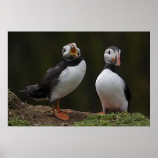 Love Song Puffins print