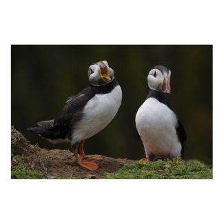 Love Song Puffins print