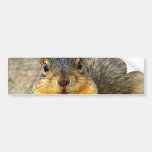Love Squirrel_ Bumper Stickers