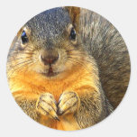 Love Squirrel_ Stickers