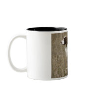 Love the Field Bred English Springer Spaniel? mug