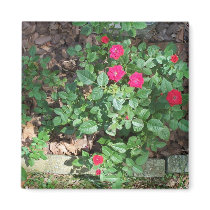 Love Those Mini Roses ! magnets