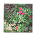 Love Those Mini Roses ! magnets