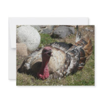 love turkeys don't eat them invitations by pinkypetals love turkeys don't eat them invitations