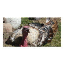 love turkeys don't eat them photo card template