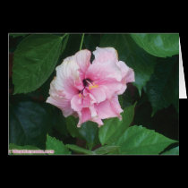 love valentine's flower cards